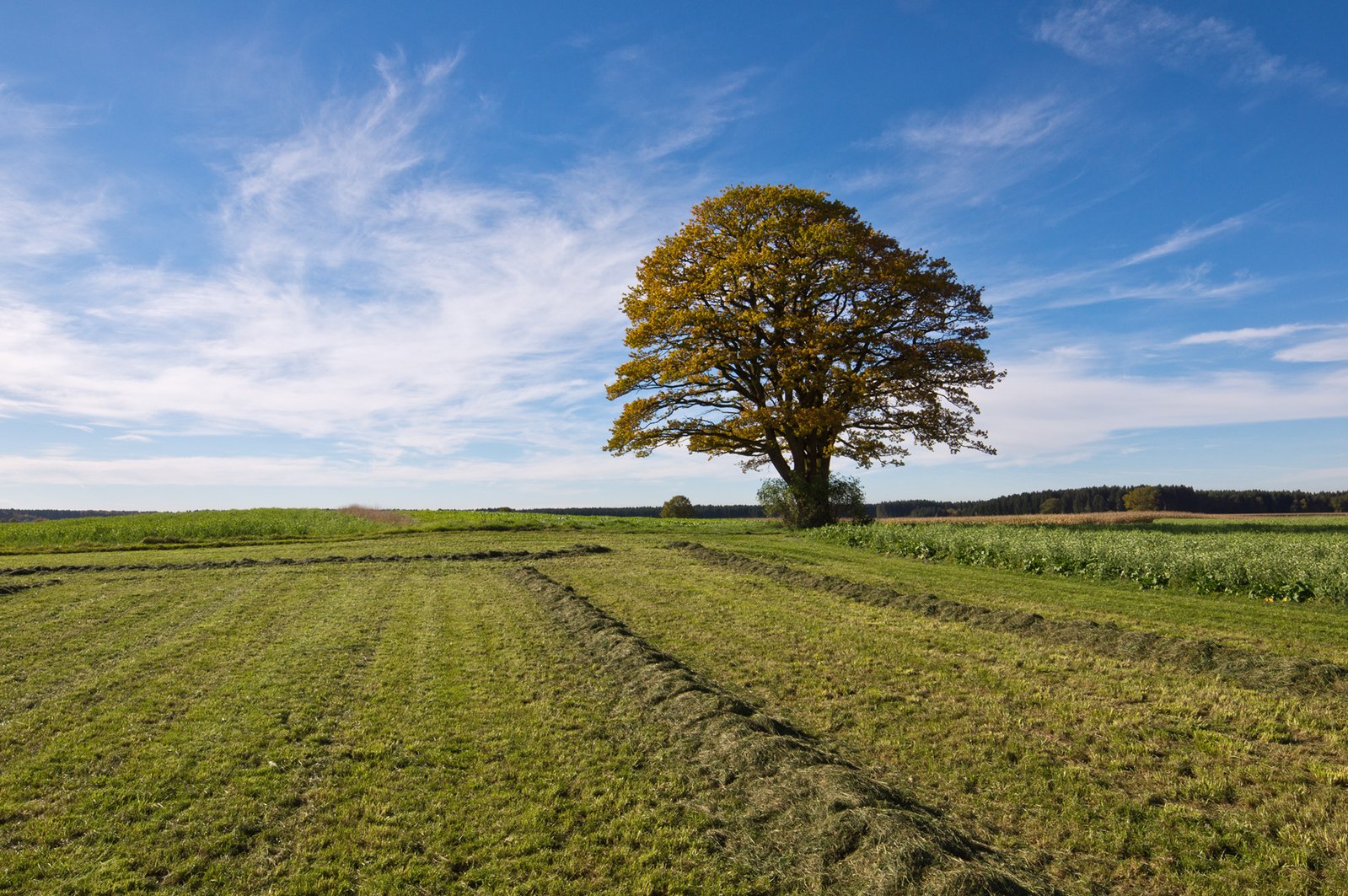 Imagem presente no topo da página. Contém uma paisagem, com uma árvore.